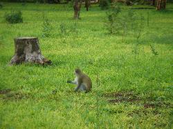 Migunga Tented Camp