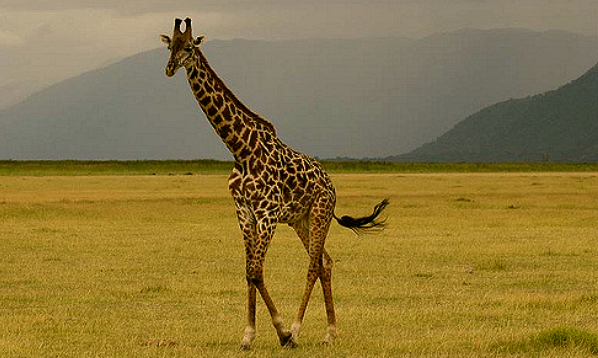 giraffe safari tanzania