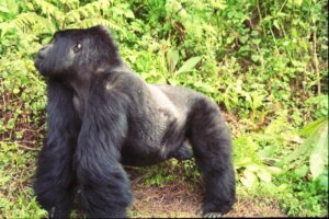 gorilla tours africa