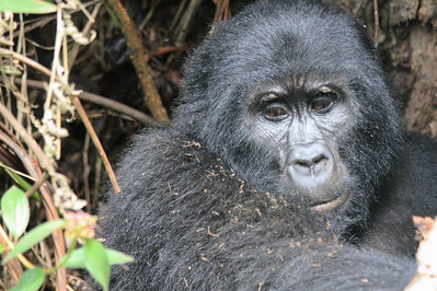 gorilla safari tours
