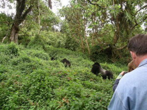 gorilla trekking