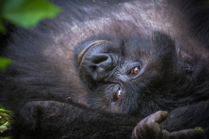 gorilla adventure safaris