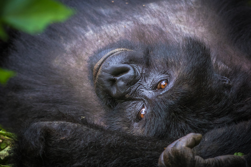 gorilla adventure safaris