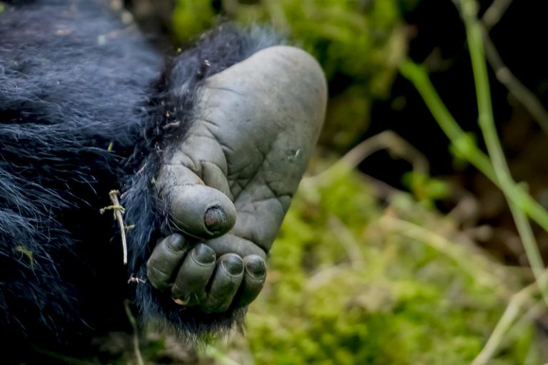 gorilla trekking trips