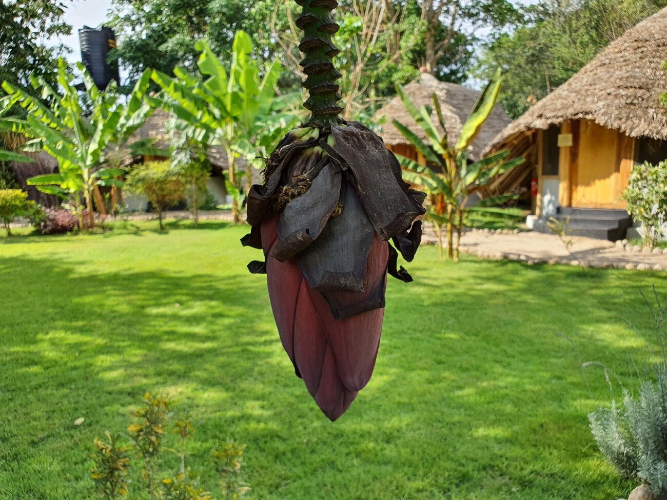 Jungle Pearl Resort