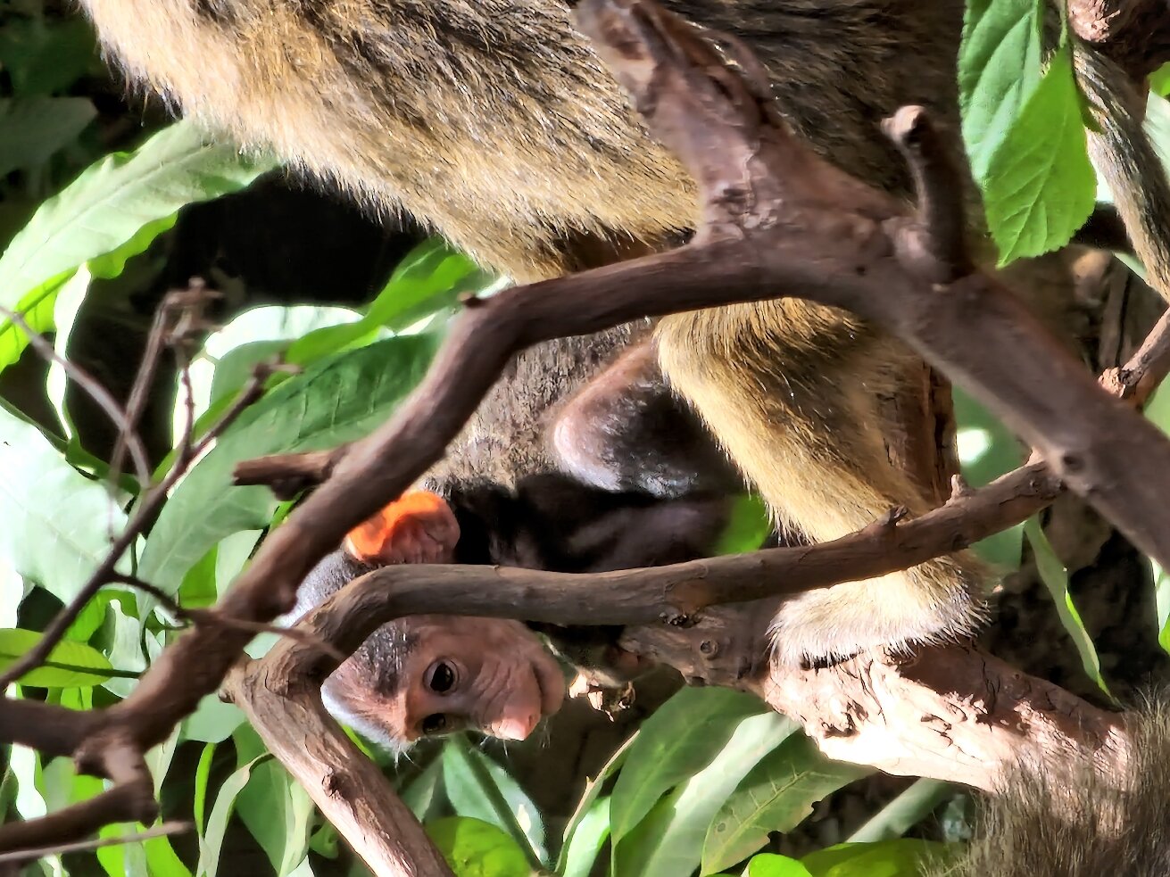 Baby monkey hanging branches tree head