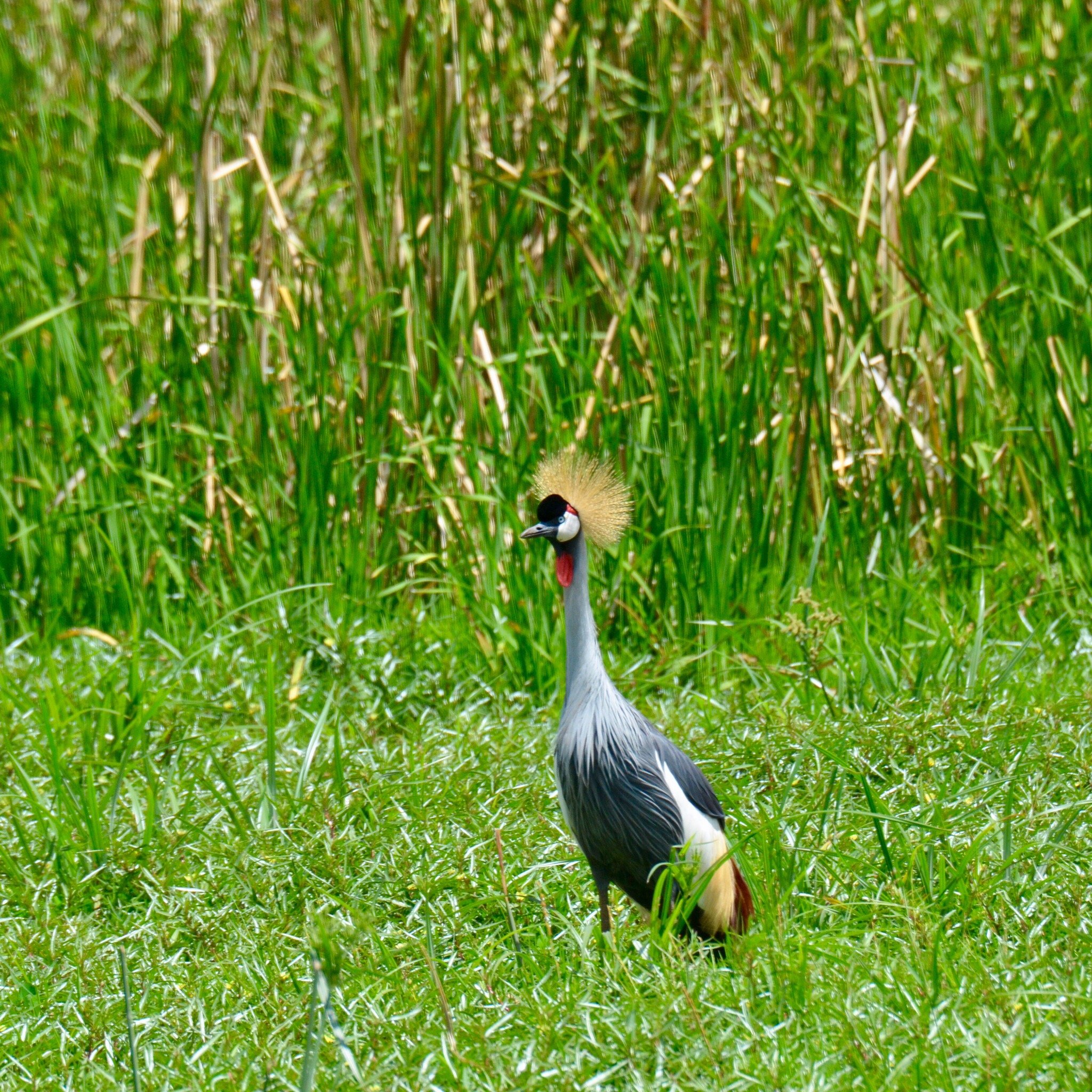 Bird vibrant yellow crest head mid