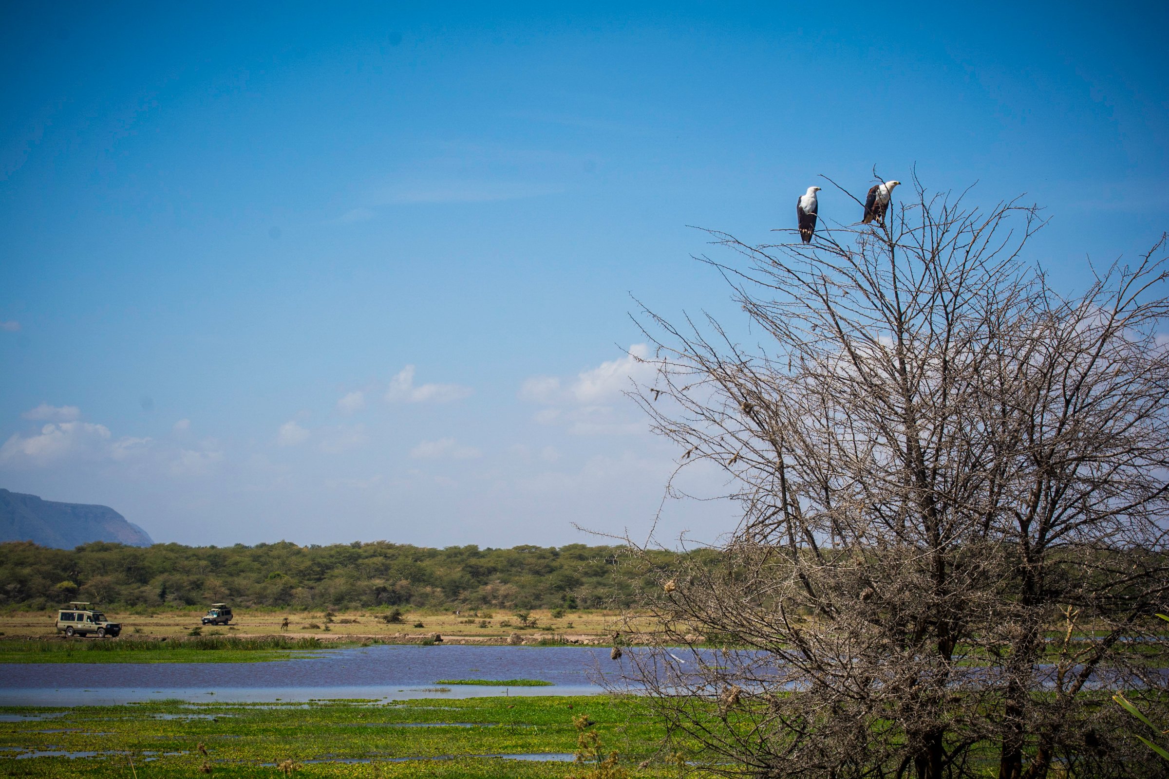 Birds perched branches tree grassy field
