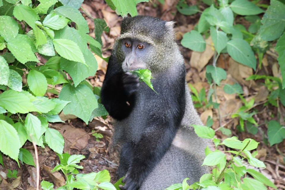 Black gray monkey sitting bed leaves