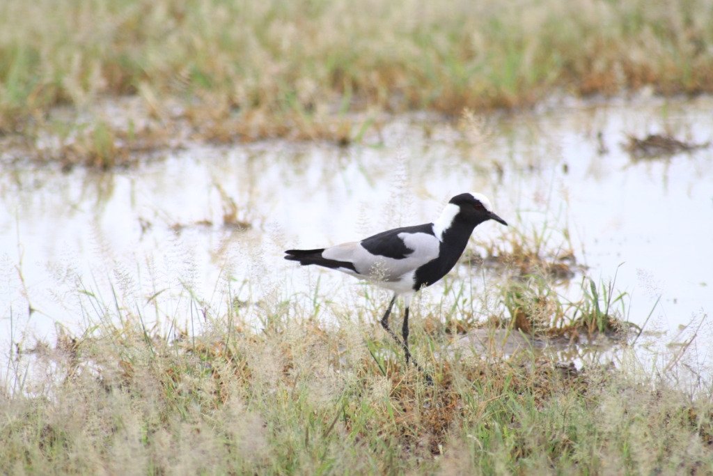 Black white bird mid flight grassy