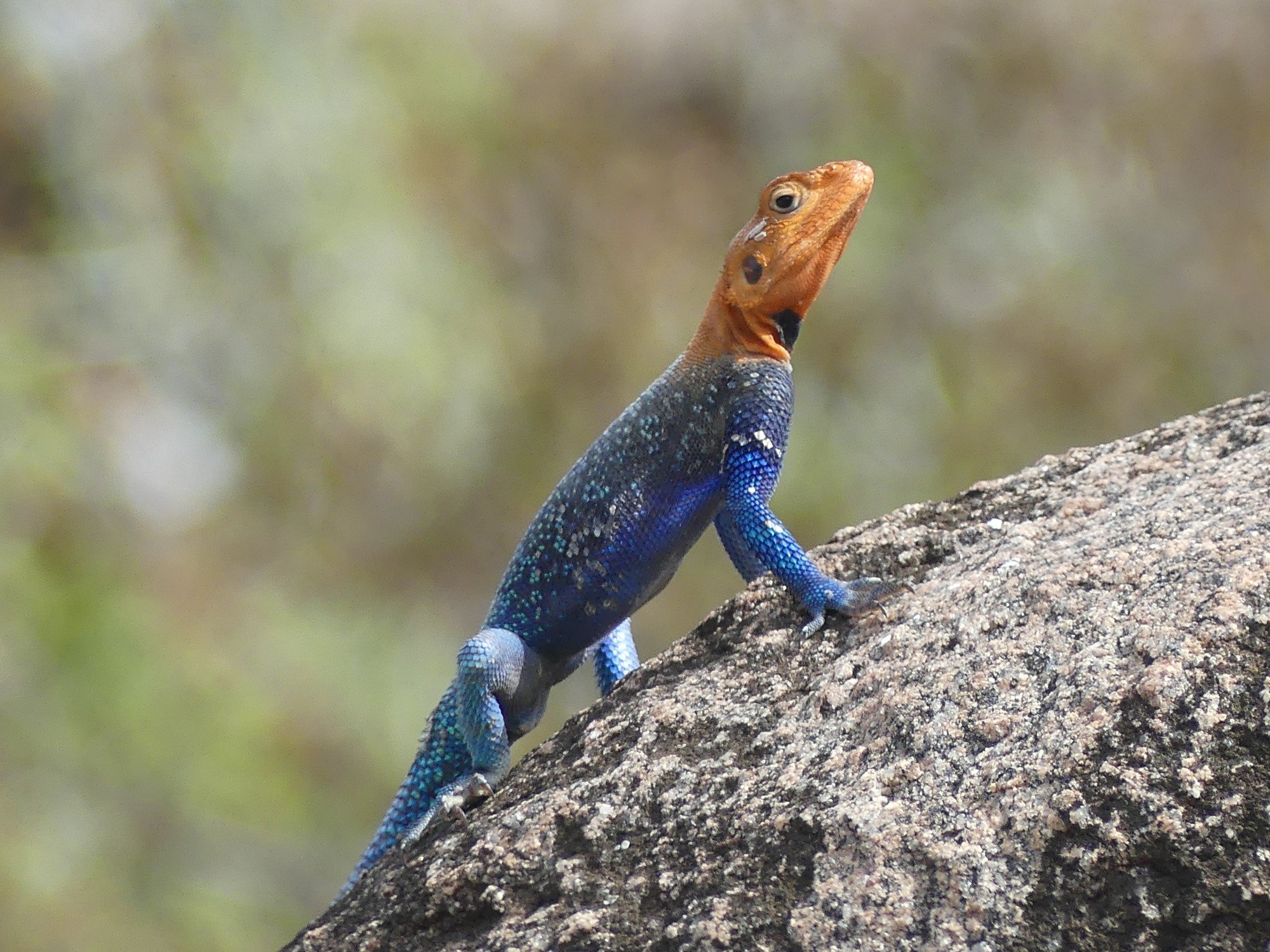 Blue orange lizard perched rock what