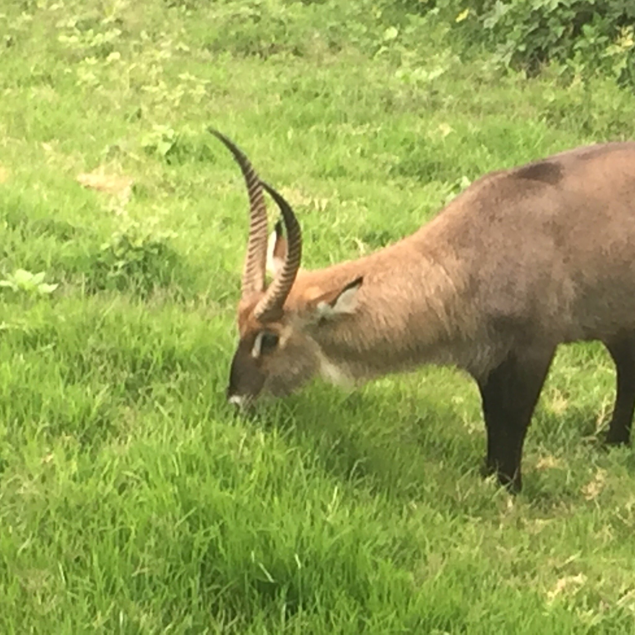 Brown antelope large horns grazing lush