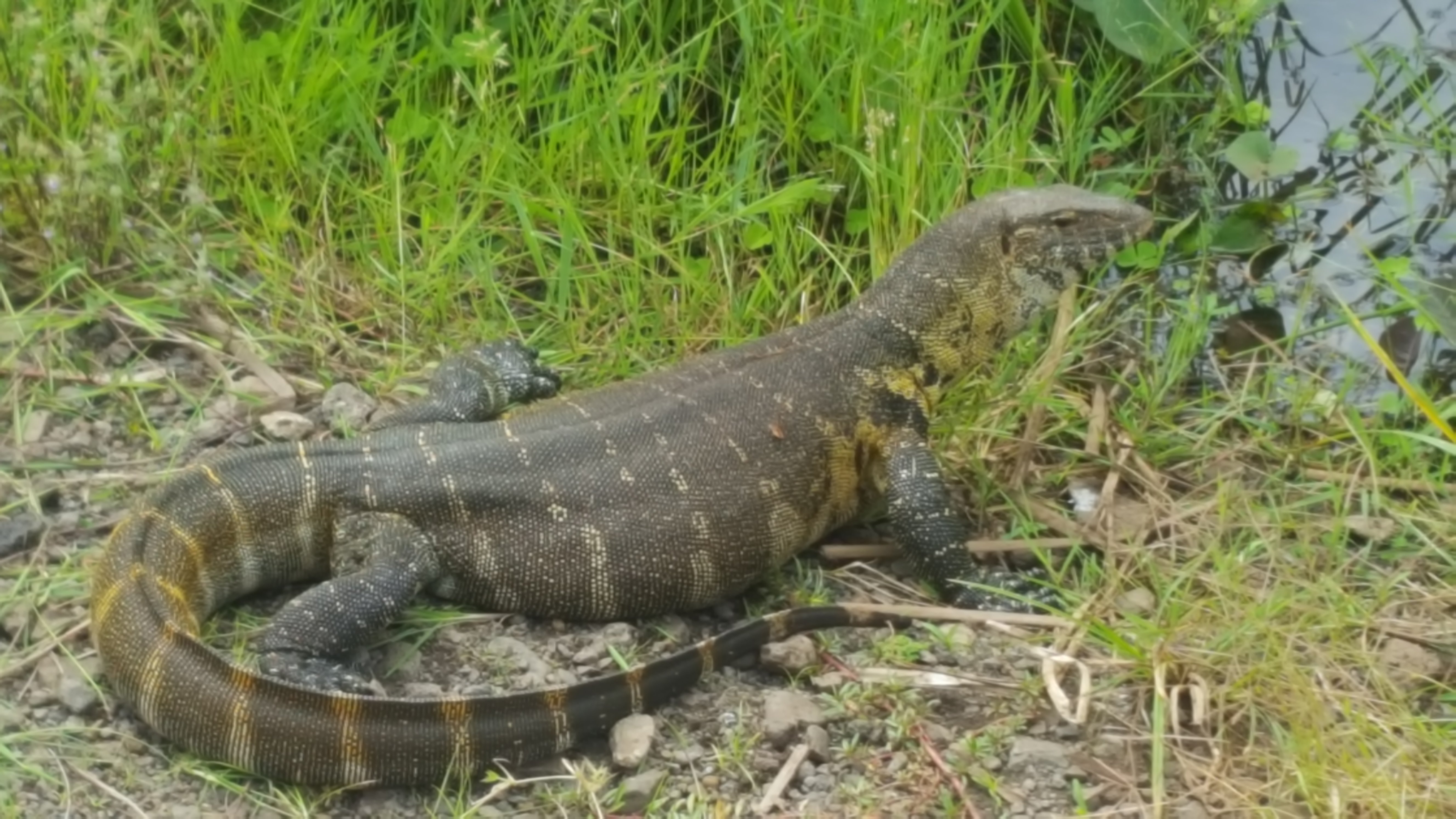 Brown black monitor lizard resting side