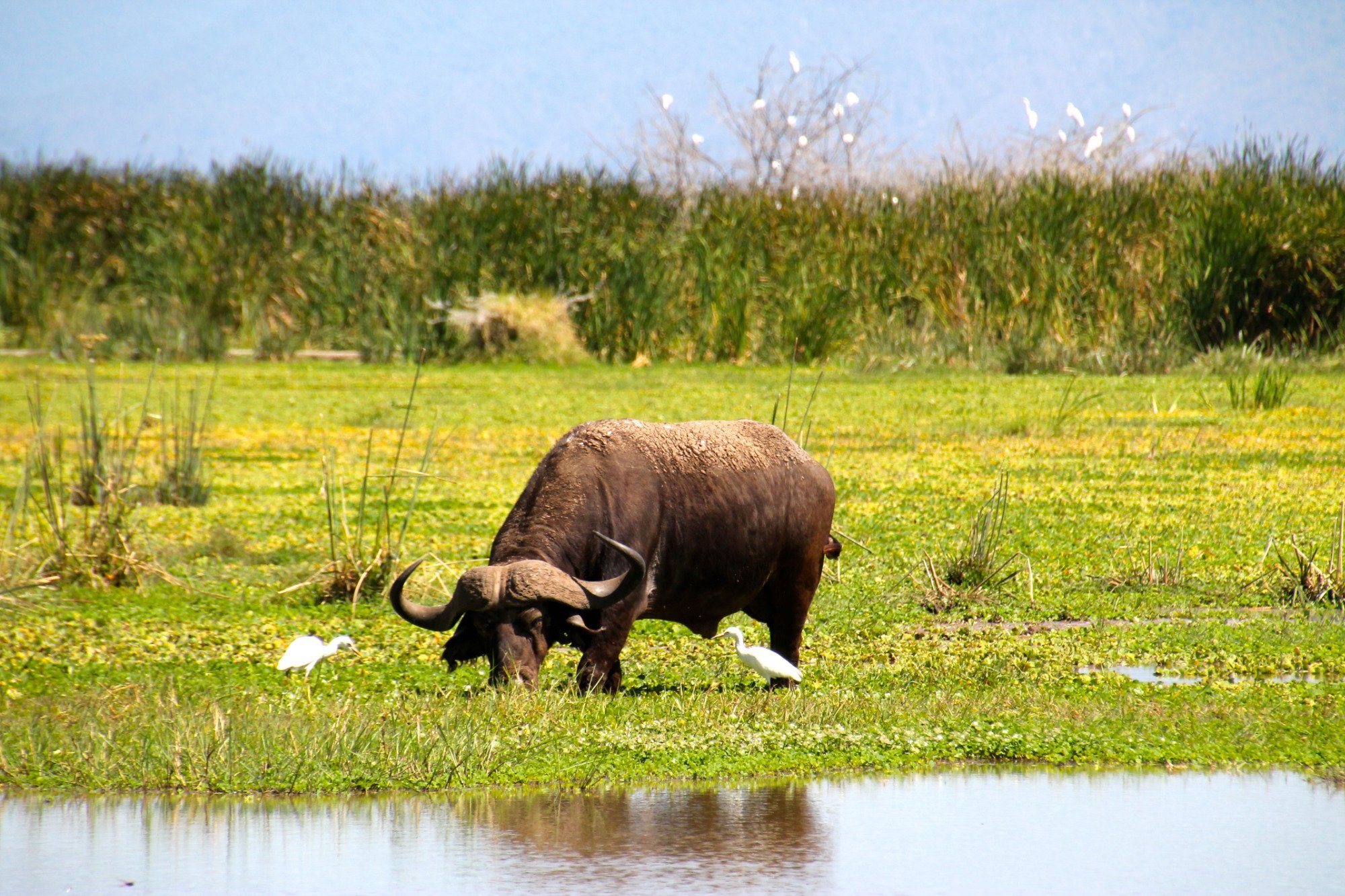 Brown buffalo grazing grass field tall