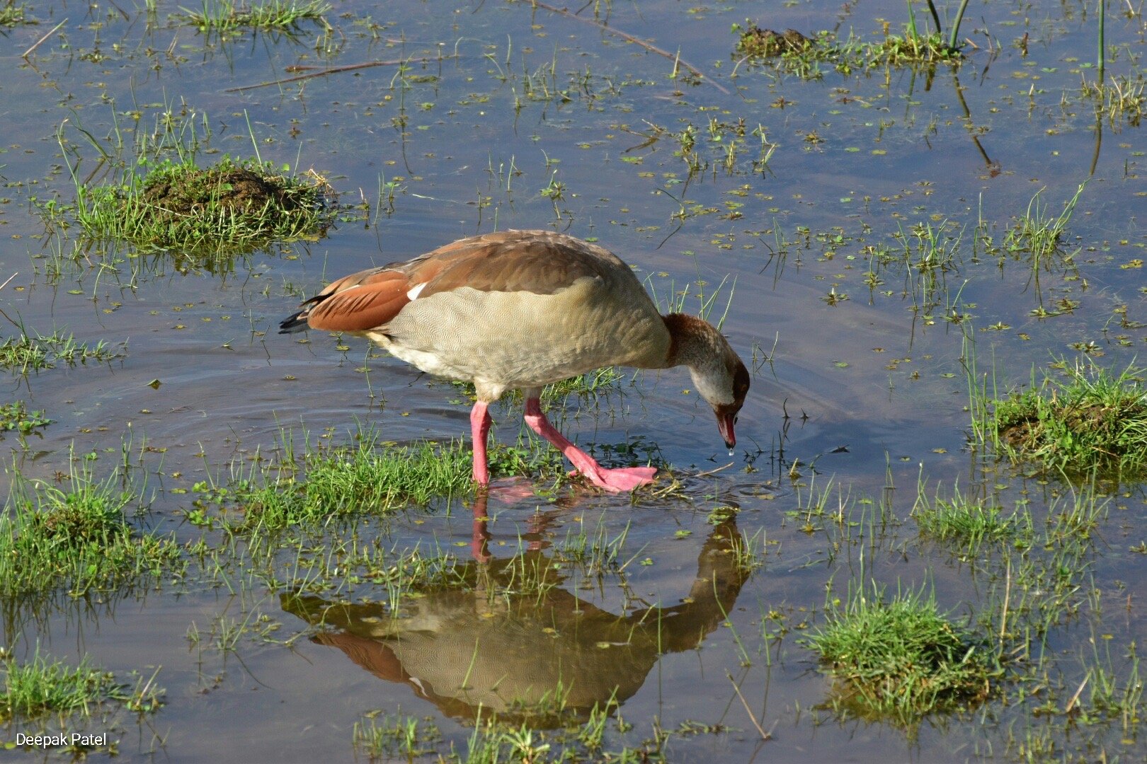 Brown white duck mid stride walks