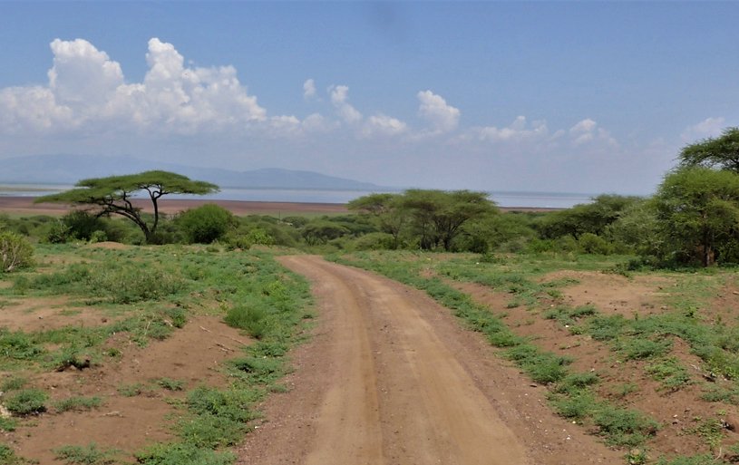 Dirt road winding through lush green