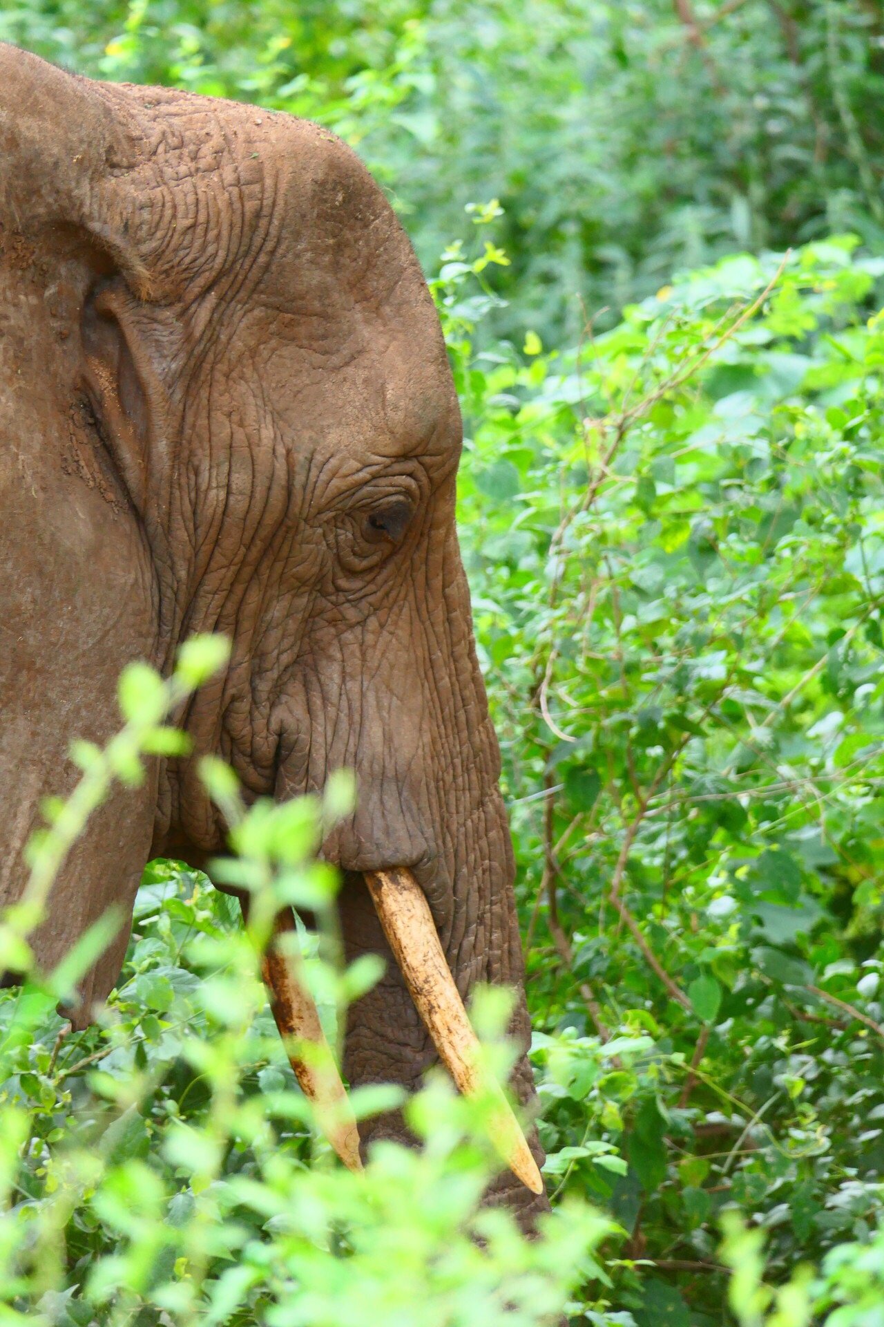 Elephant s head trunk mouth open