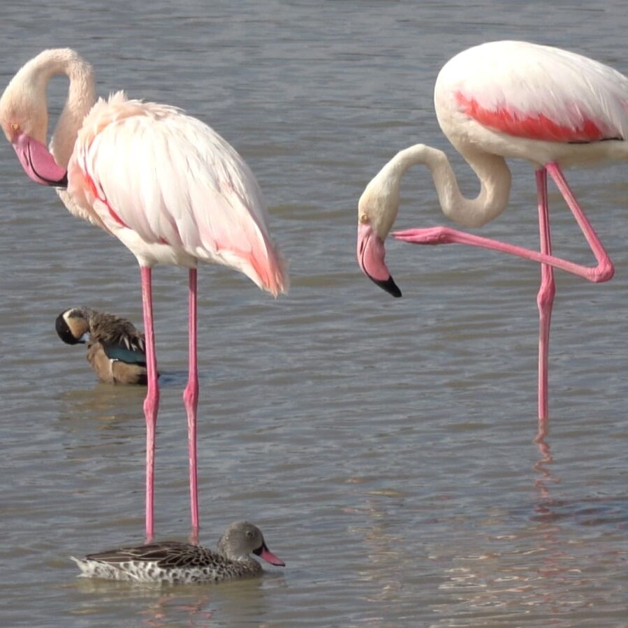 Flamingos standing body water first flamingos