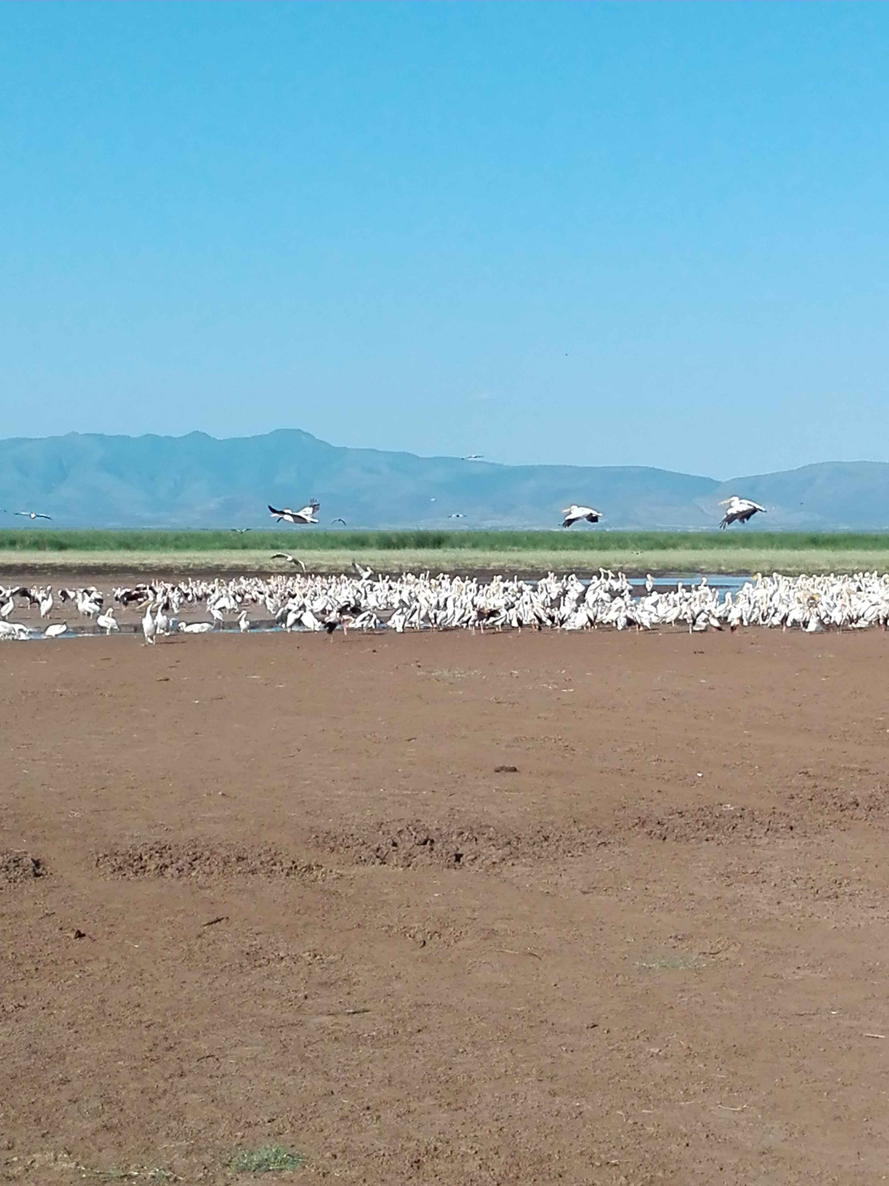 Flock birds flying dry brown field