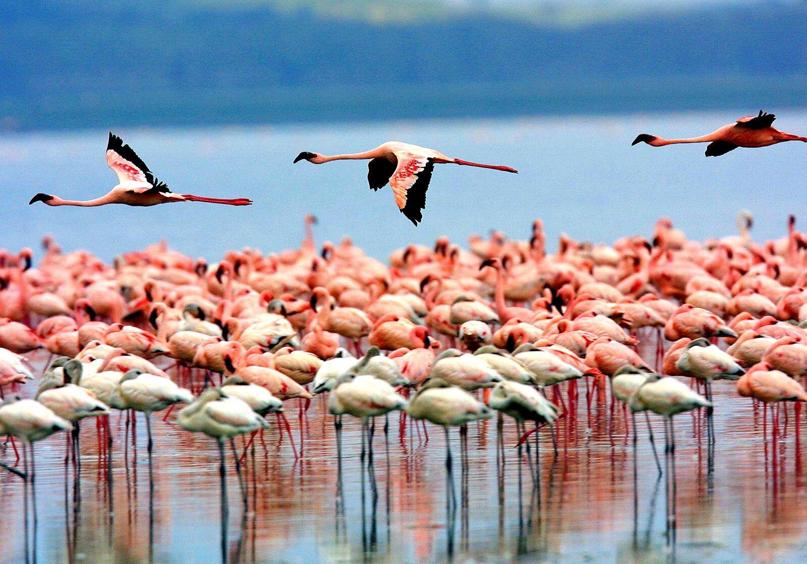 Flock flamingos flight body water pink b