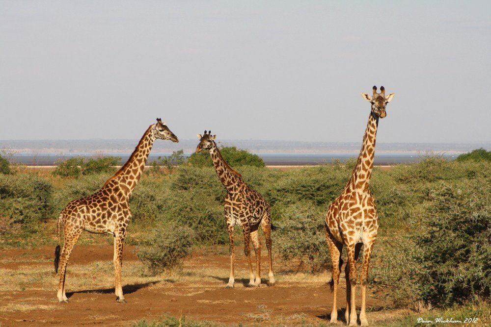 Giraffes standing field brown grass green
