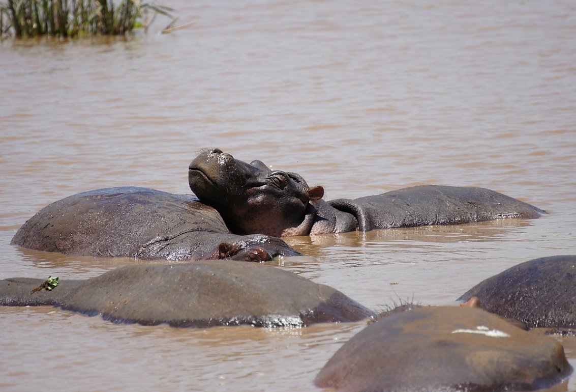 Group five hippos resting body water