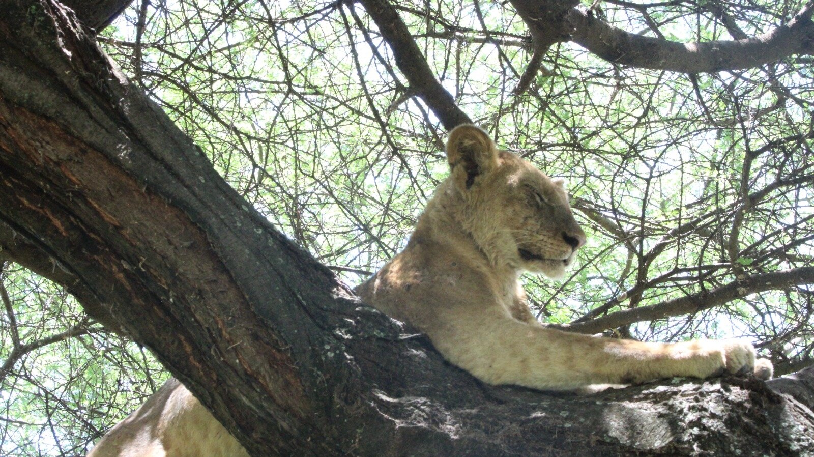 Heart verdant forest majestic lion cub