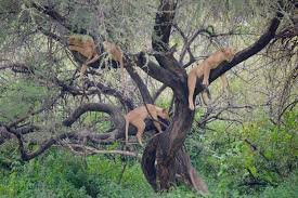 Heart verdant forest majestic lions natural