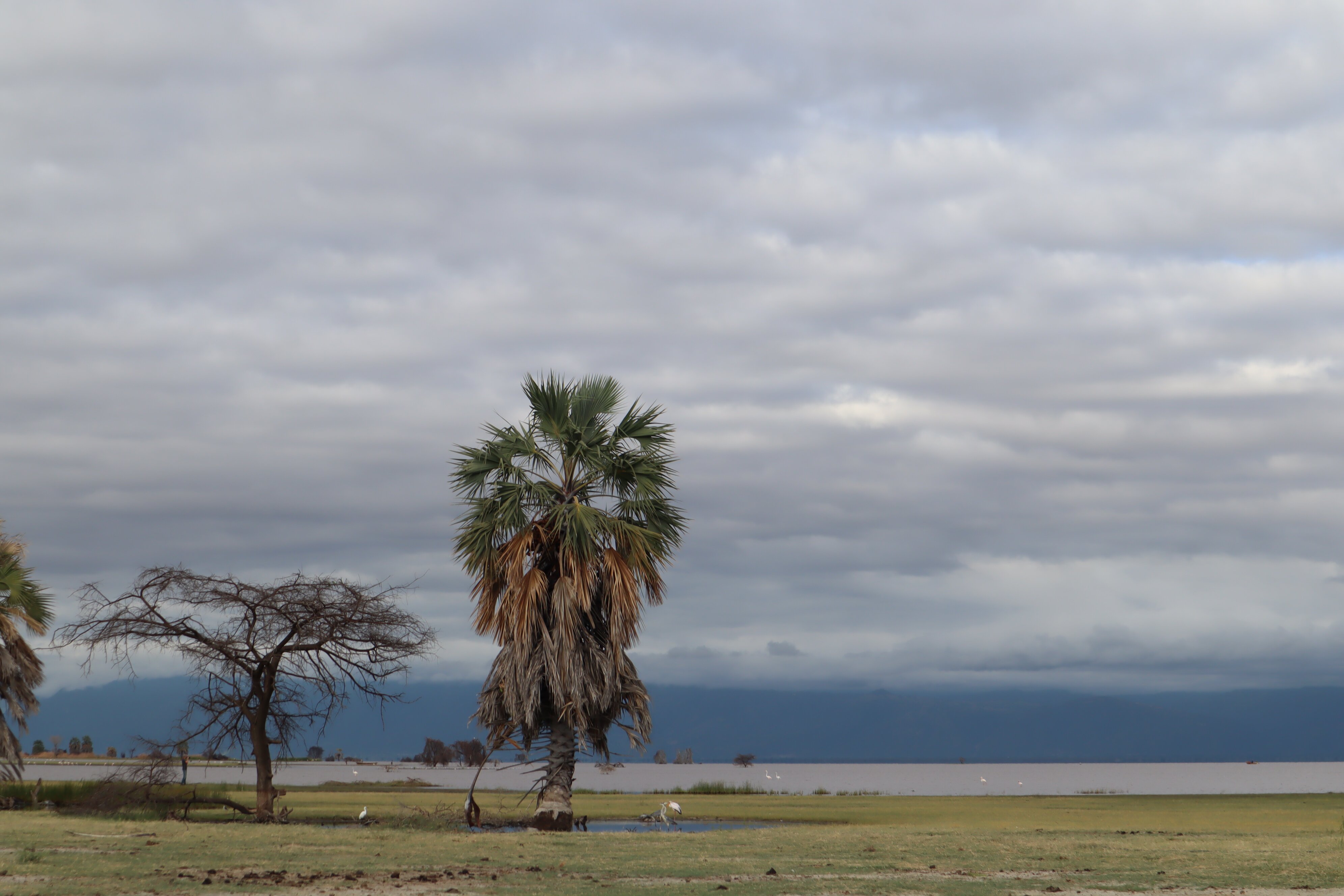 Landscape palm trees standing one each