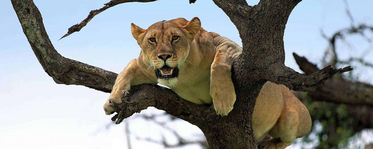Majestic lioness resting branches tree natural