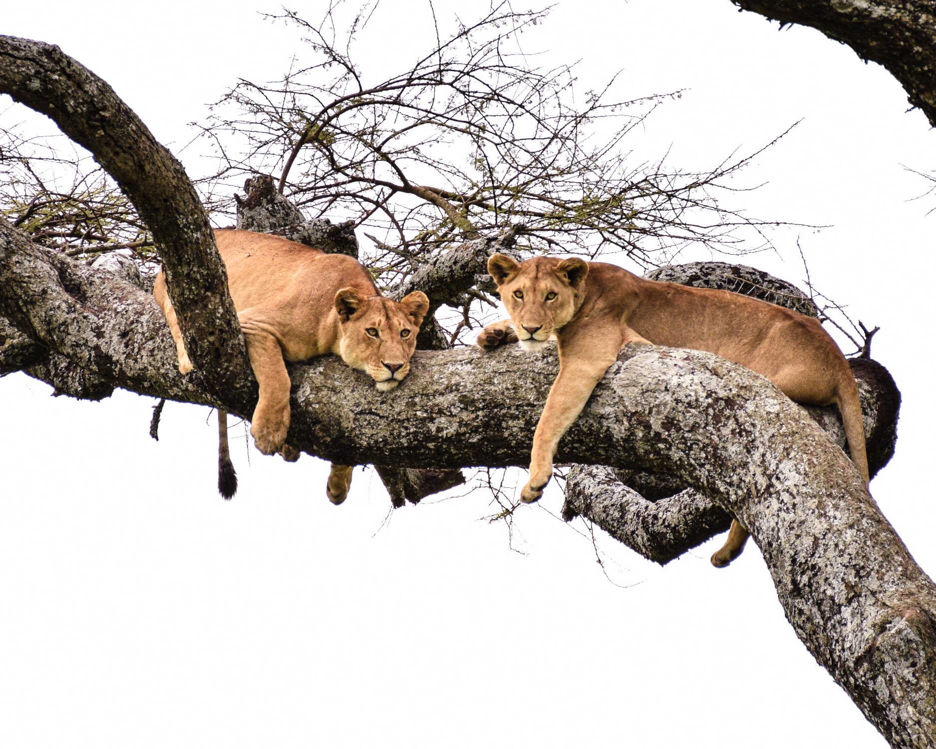 Majestic lions resting tree branch lion
