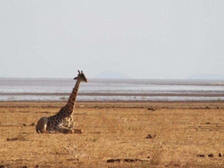 Lake Manyara Dry Season Guide