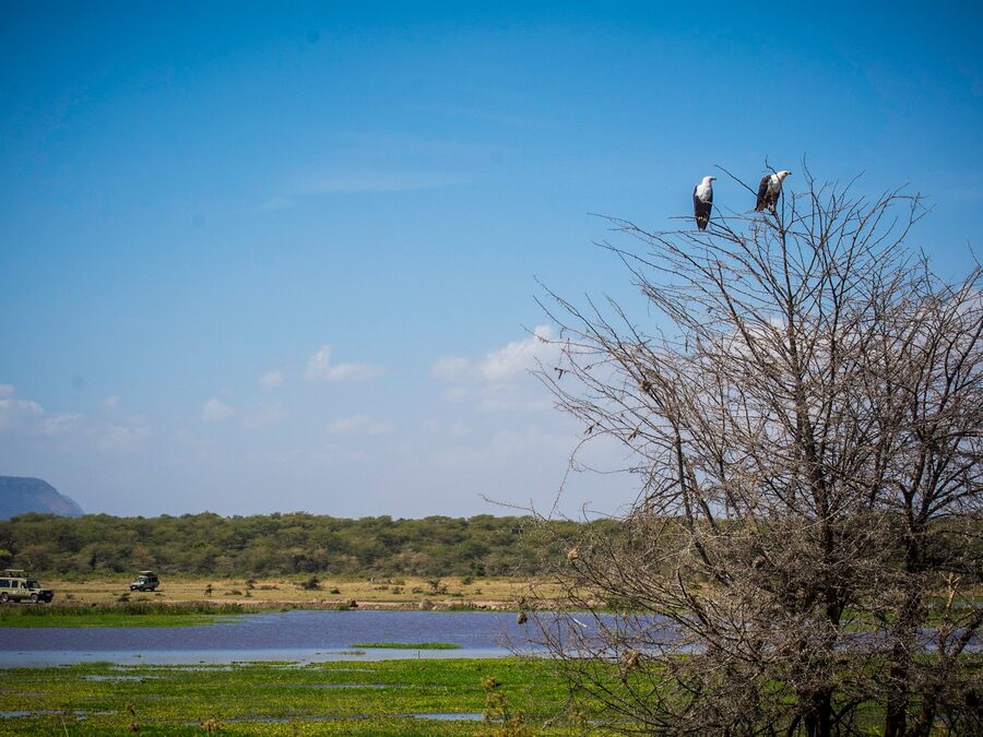 Best Time for Birdwatching