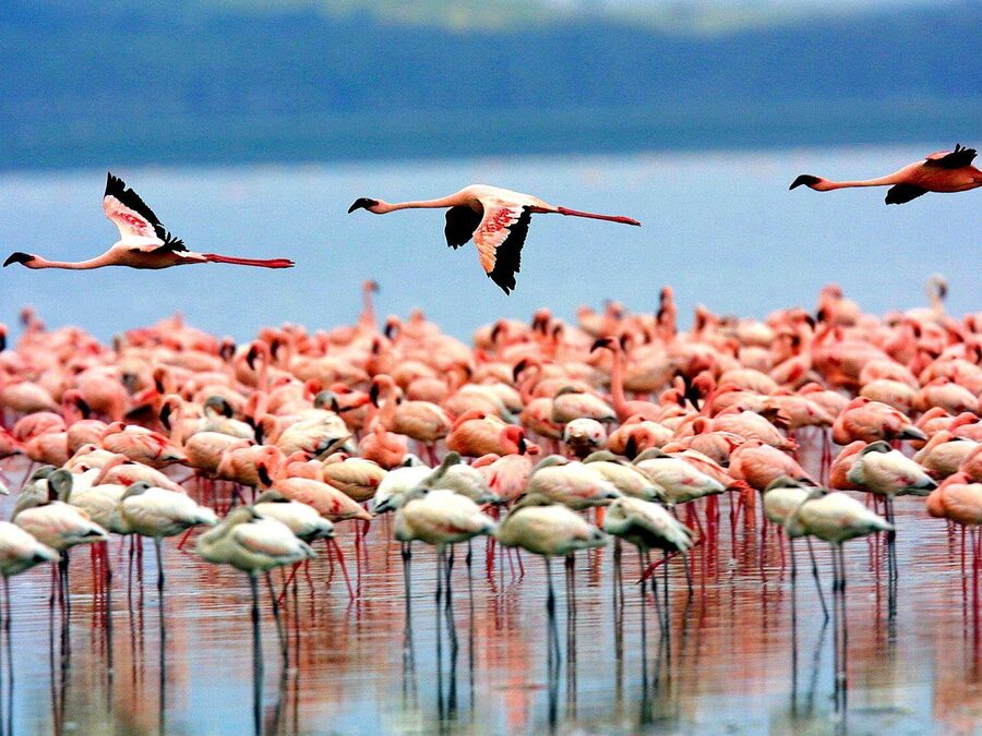 Best Time to See Flamingos