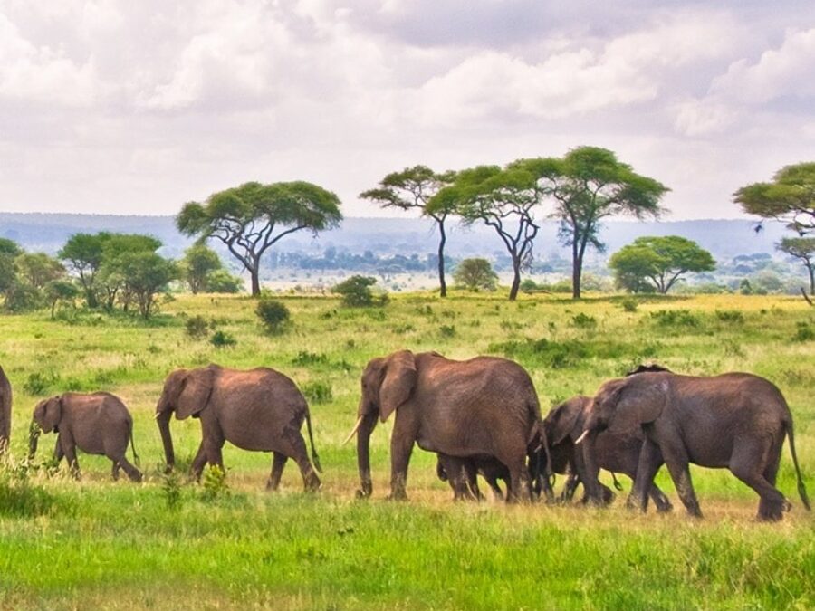 Family Lodges Near Lake Manyara