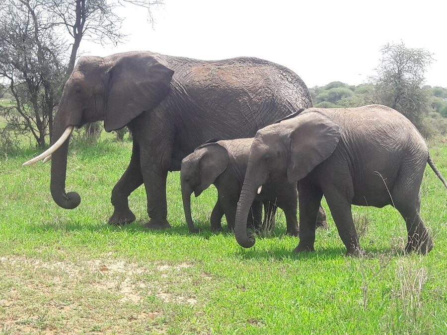 Animals in Lake Manyara