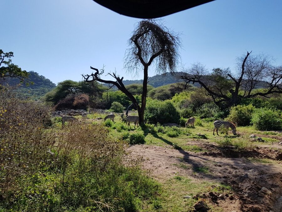 Lake Manyara Safari Cost