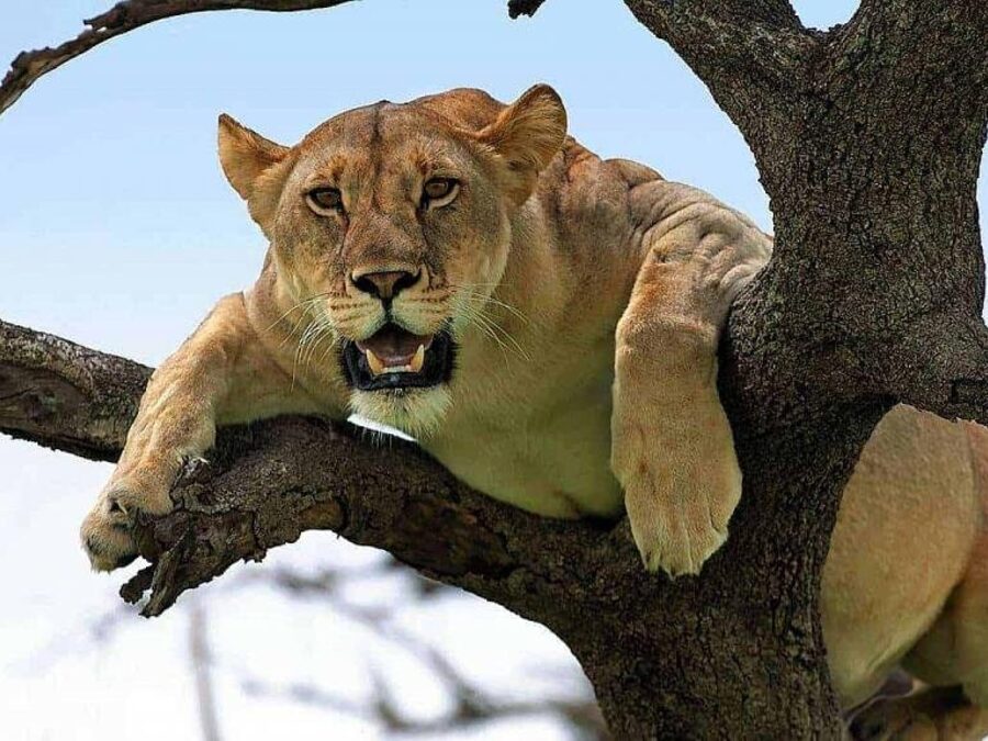 Lake Manyara Tree-climbing Lions
