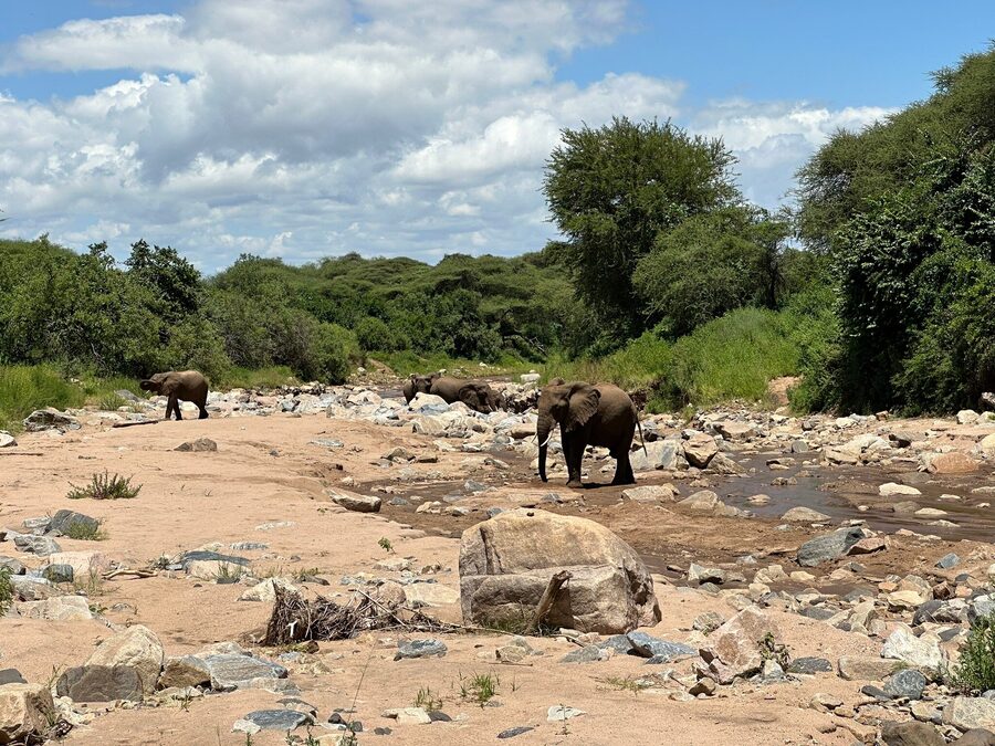 Elephants of Lake Manyara
