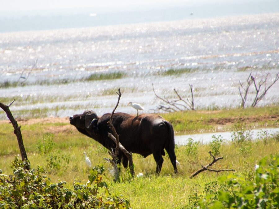 Buffalo in Lake Manyara