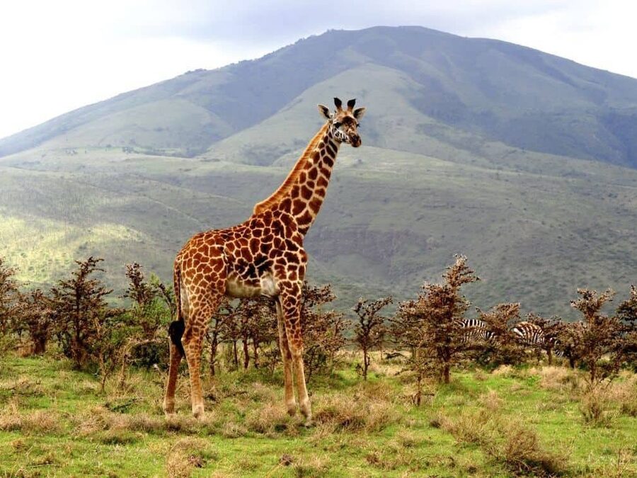 Giraffes in Lake Manyara