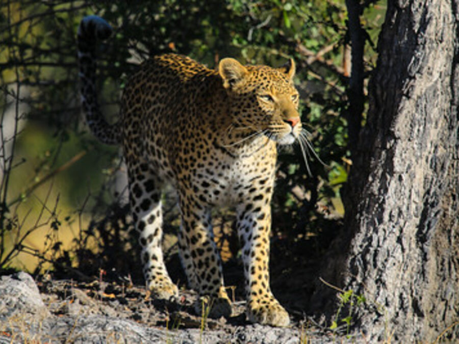 Leopards in Lake Manyara