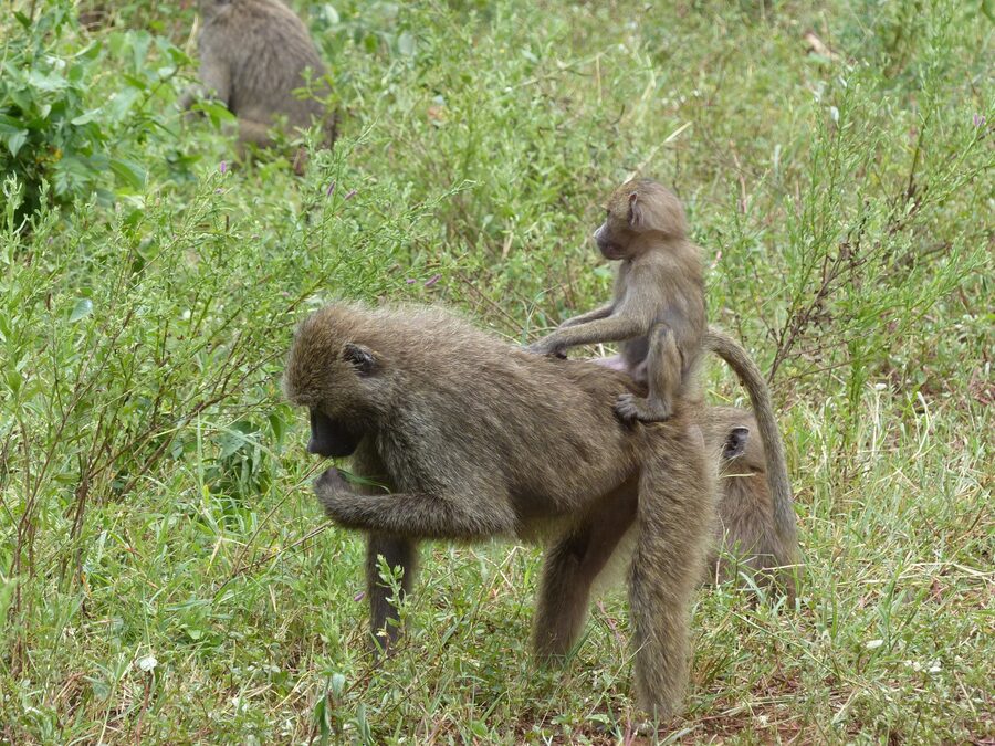Baboons in Lake Manyara