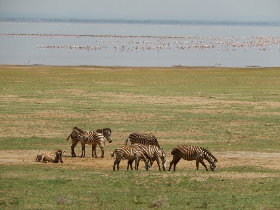 Lake Manyara Wildlife Checklist