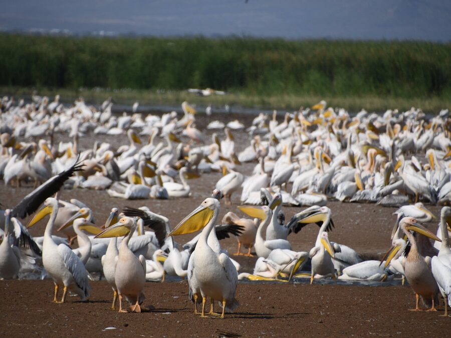 Lake Manyara Flamingos Guide