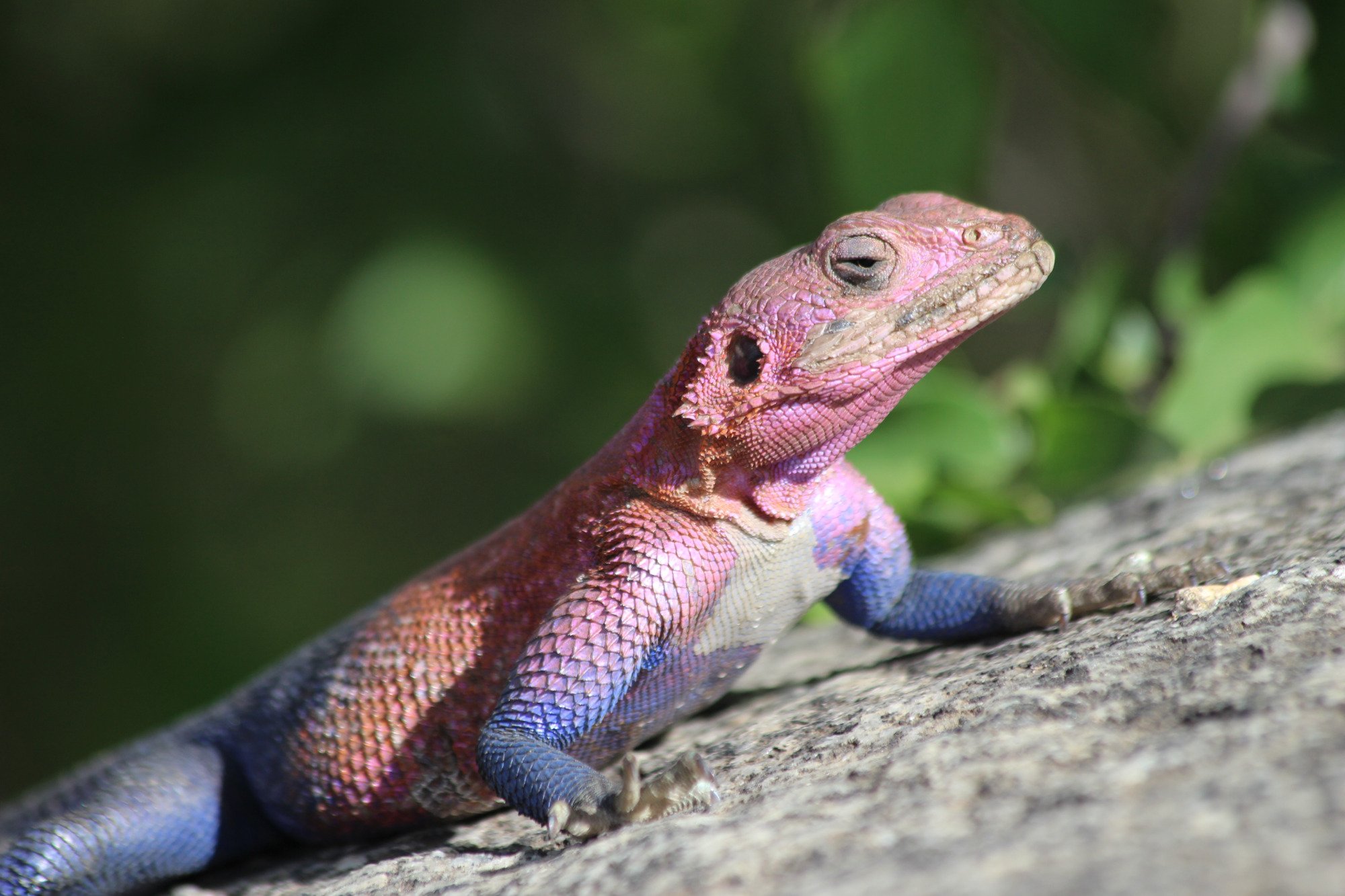 Pink blue lizard resting rock center