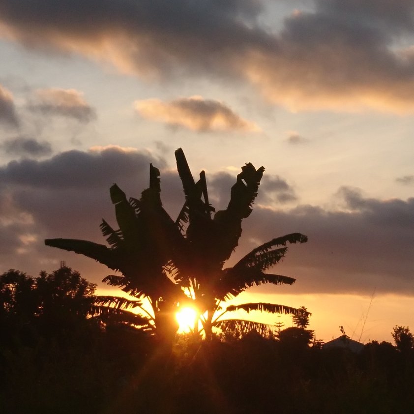 Tropical sunset lush green landscape sky